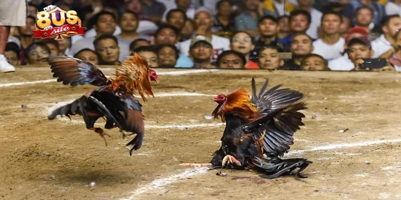 Giới thiệu về cách chơi đá gà online 8US