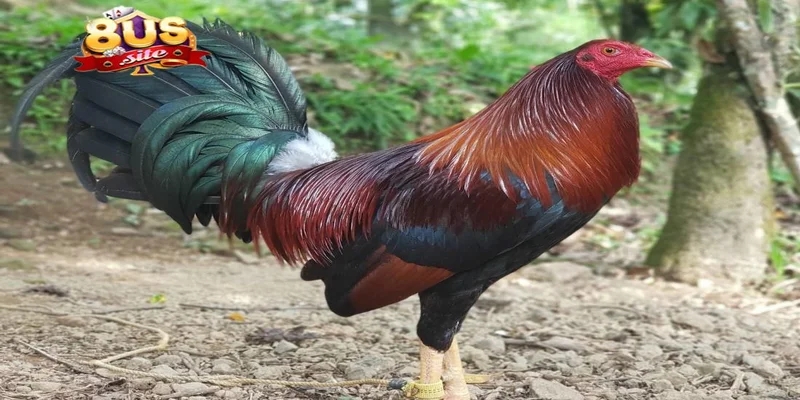 Cách Nạp Carbo Cho Gà Đá 8US Hướng Dẫn Chi Tiết Tăng Sức Bền 1 Tầm quan trọng của cách nạp carbo cho gà đá 8US