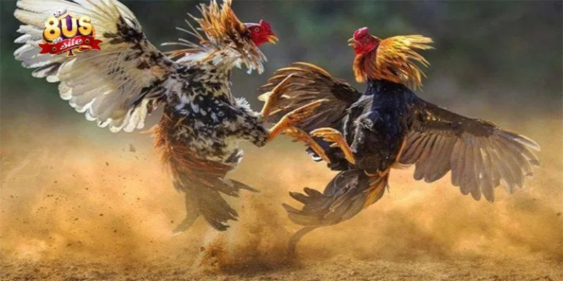 Cách Nạp Carbo Cho Gà Đá 8US Hướng Dẫn Chi Tiết Tăng Sức Bền 2 Các phương pháp nạp carbo cho gà đá hiệu quả