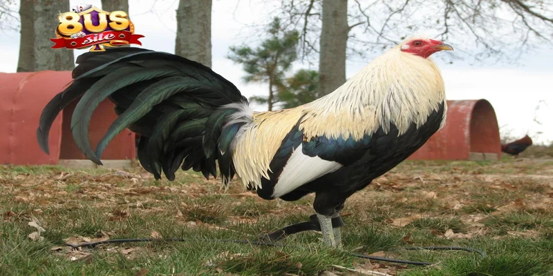 Cách Nạp Carbo Cho Gà Đá 8US Hướng Dẫn Chi Tiết Tăng Sức Bền 3 Lưu ý về cách nạp carbo cho gà đá 8US