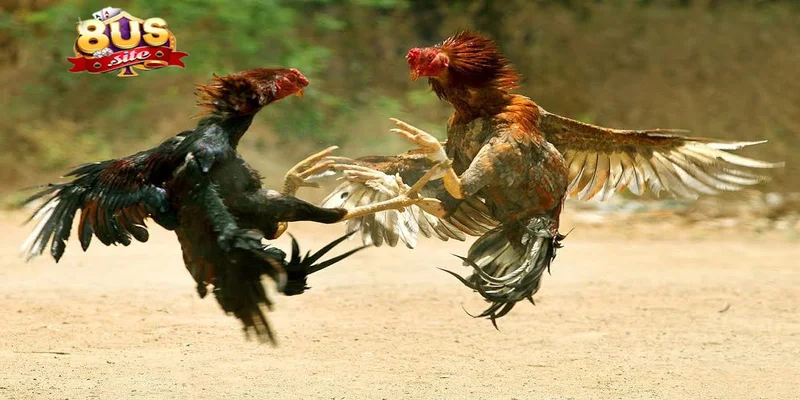 Đá Gà 8US Cá Cược Đỉnh Cao Nhận Ngay Thưởng Vô Cùng Hấp Dẫn 1 Trải nghiệm cá cược đỉnh cao với đá gà 8US