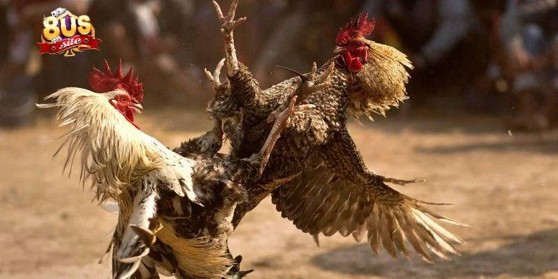 Đá Gà 8US Cá Cược Đỉnh Cao Nhận Ngay Thưởng Vô Cùng Hấp Dẫn 2 Hướng dẫn tham gia cá cược đá gà 8US