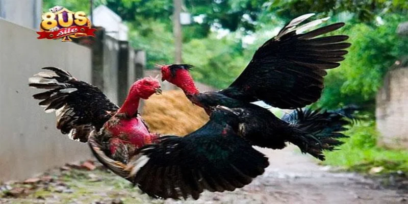 Đá Gà 8US Cá Cược Đỉnh Cao Nhận Ngay Thưởng Vô Cùng Hấp Dẫn 3 Những kinh nghiệm giúp người chơi thắng lớn khi cá cược đá gà
