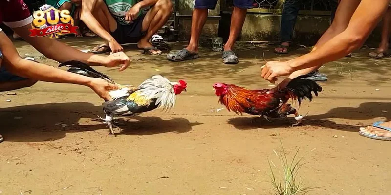 Đá Gà 8US Cá Cược Đỉnh Cao Nhận Ngay Thưởng Vô Cùng Hấp Dẫn 4 Các khuyến mãi hấp dẫn dành cho người chơi đá gà 8US